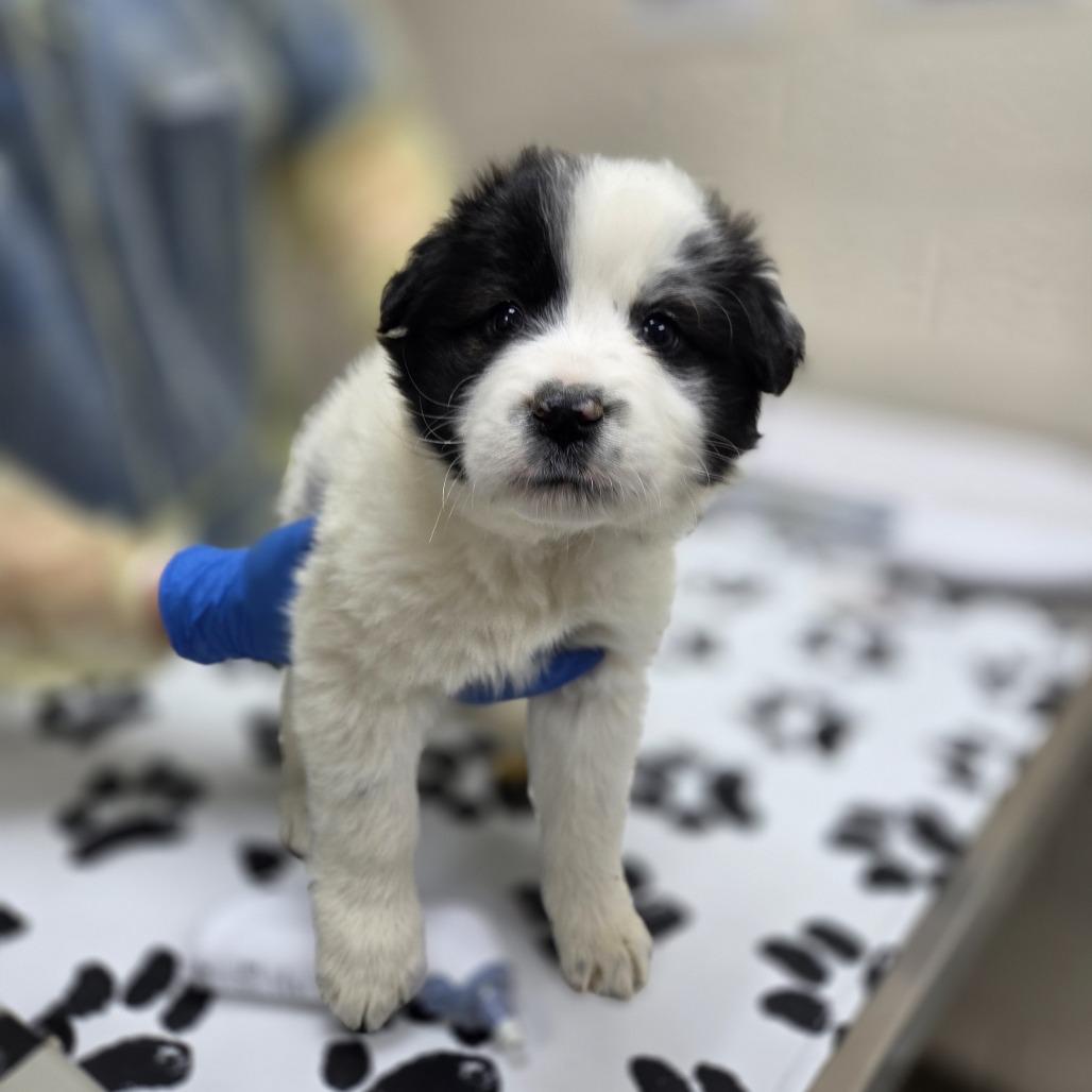 Sailor Mercury, a Adoptable mixed breed in Incline Village, NV image 4/4