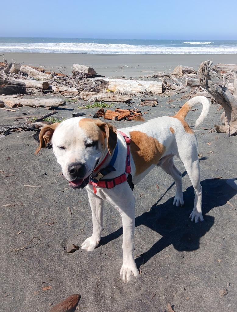 Bruce, a Adoptable American Bulldog in Gold Beach, OR image 1/3