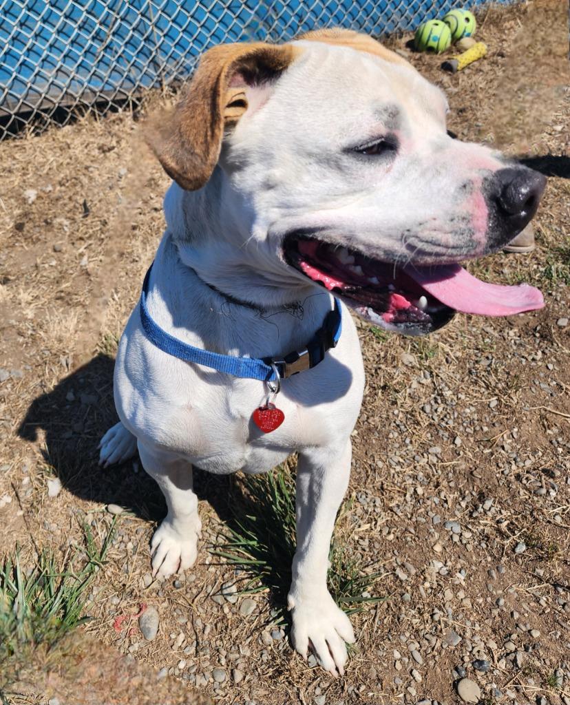 Enlarge Bruce, a Adoptable American Bulldog in Gold Beach, OR image 2/3