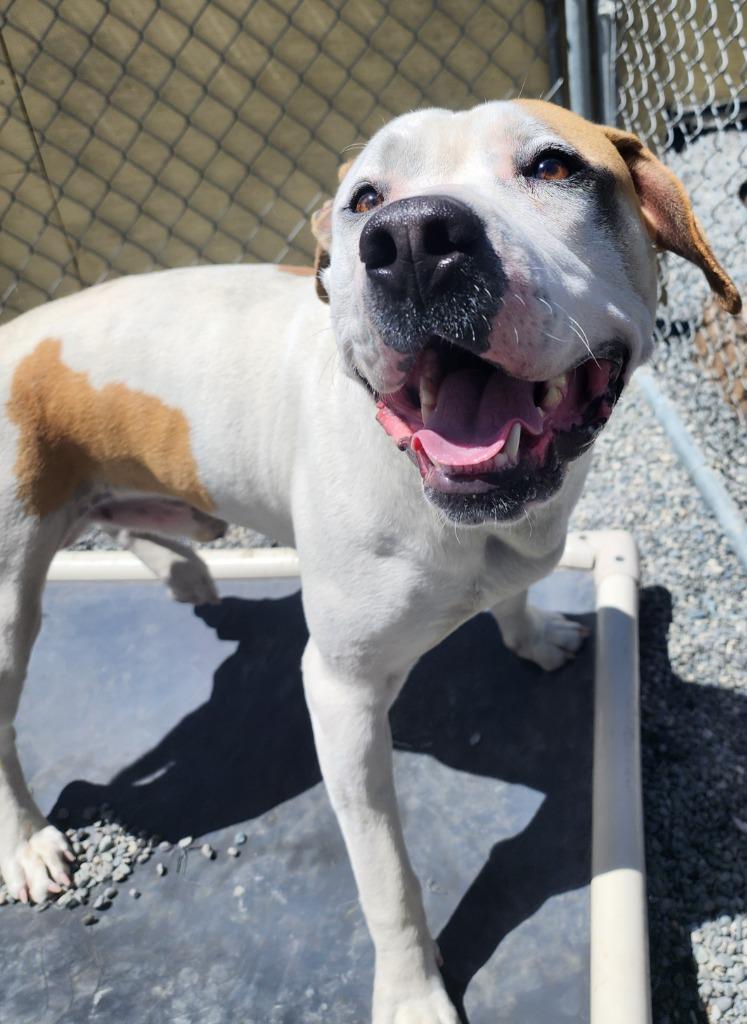 Enlarge Bruce, a Adoptable American Bulldog in Gold Beach, OR image 3/3