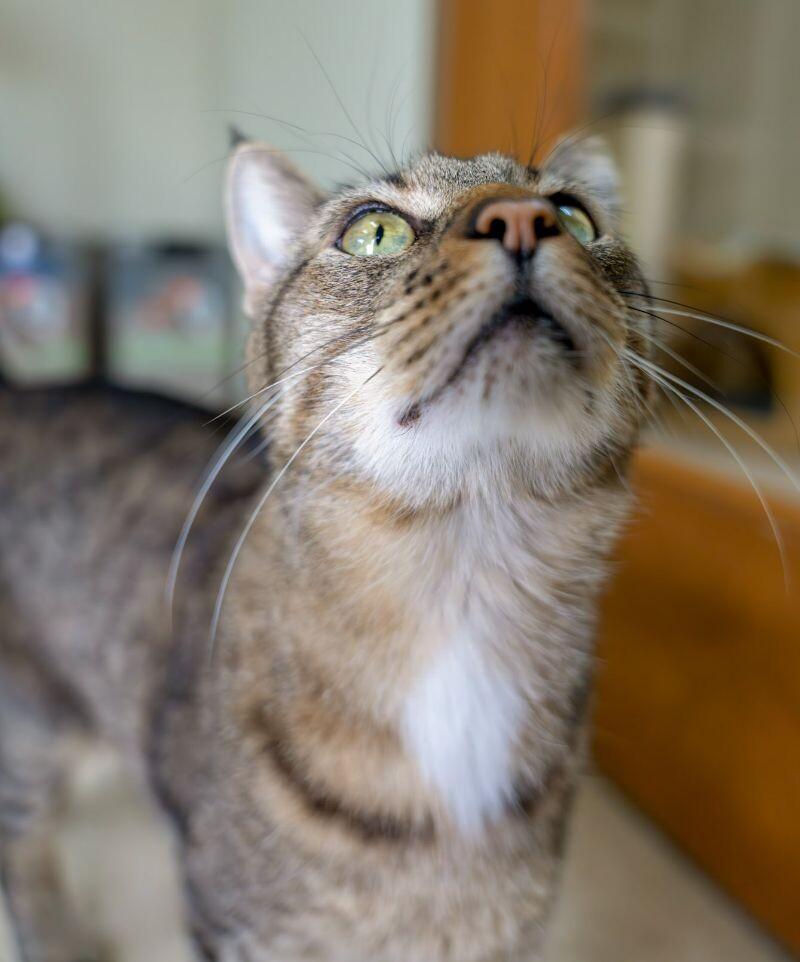 Enlarge Charles, a Adoptable Domestic Short Hair in Arlington, WA image 1/5