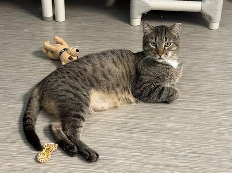 Enlarge Charles, a Adoptable Domestic Short Hair in Arlington, WA image 2/6