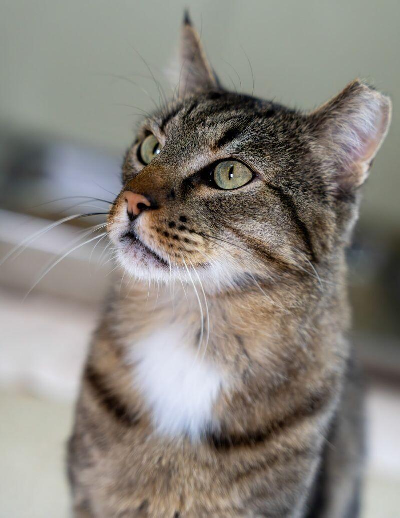 Enlarge Charles, a Adoptable Domestic Short Hair in Arlington, WA image 2/5