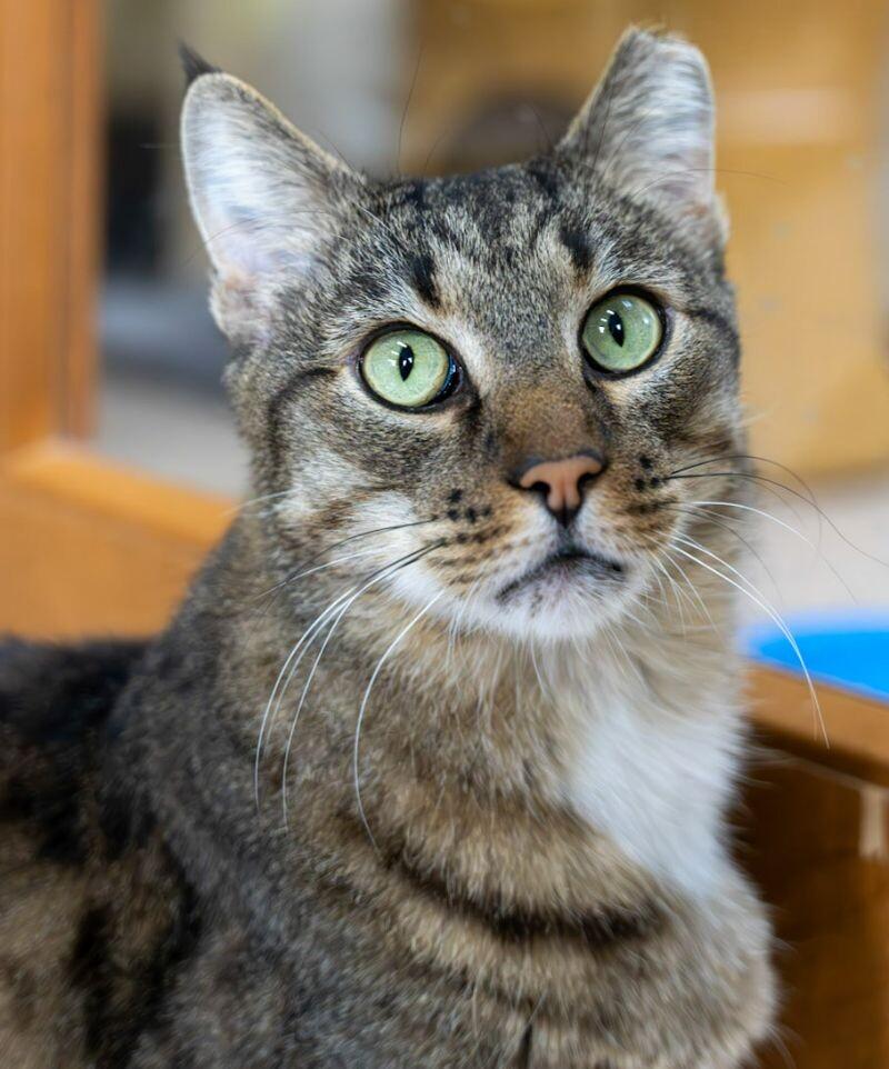 Enlarge Charles, a Adoptable Domestic Short Hair in Arlington, WA image 3/5