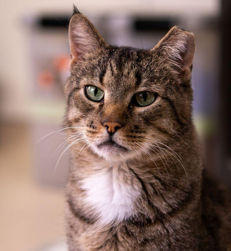 Enlarge Charles, a Adoptable Domestic Short Hair in Arlington, WA image 4/5