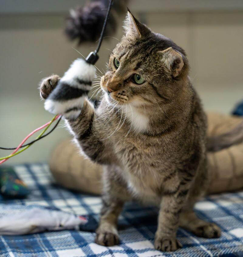 Enlarge Charles, a Adoptable Domestic Short Hair in Arlington, WA image 5/5