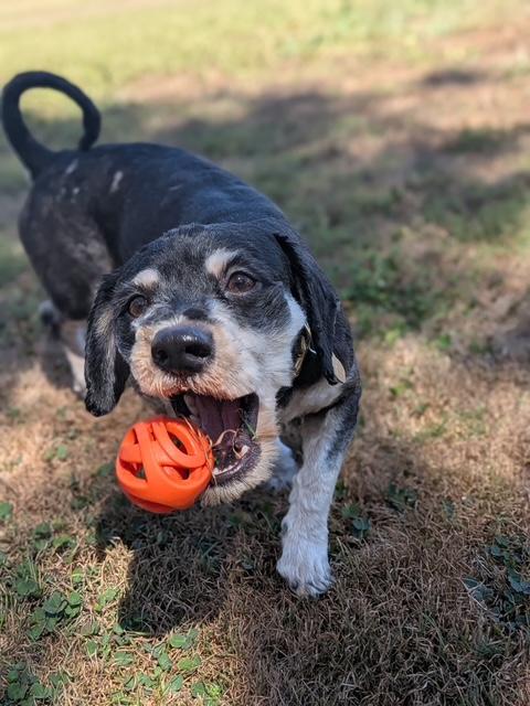 Enlarge Pippin, a Adopted mixed breed in Torrance, CA image 2/6