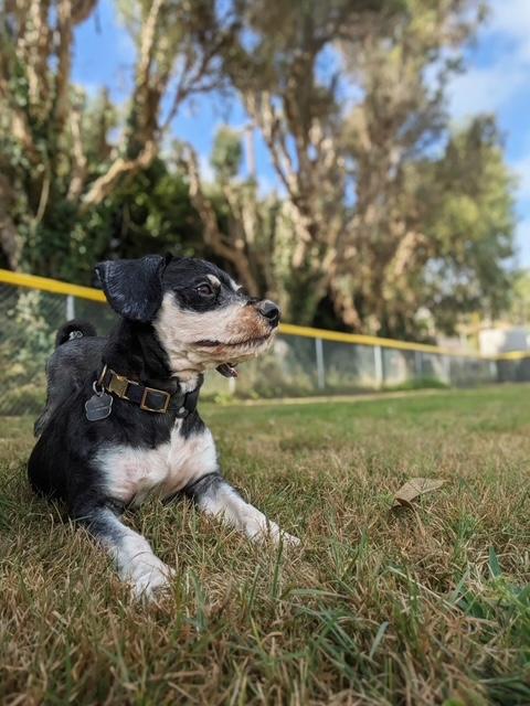 Enlarge Pippin, a Adopted mixed breed in Torrance, CA image 6/6