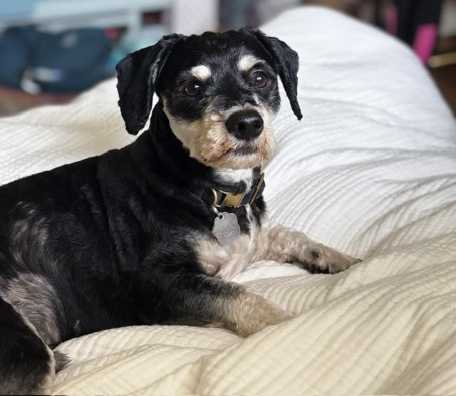 Pippin, Adopted, Young Male Miniature Poodle & Miniature Schnauzer.