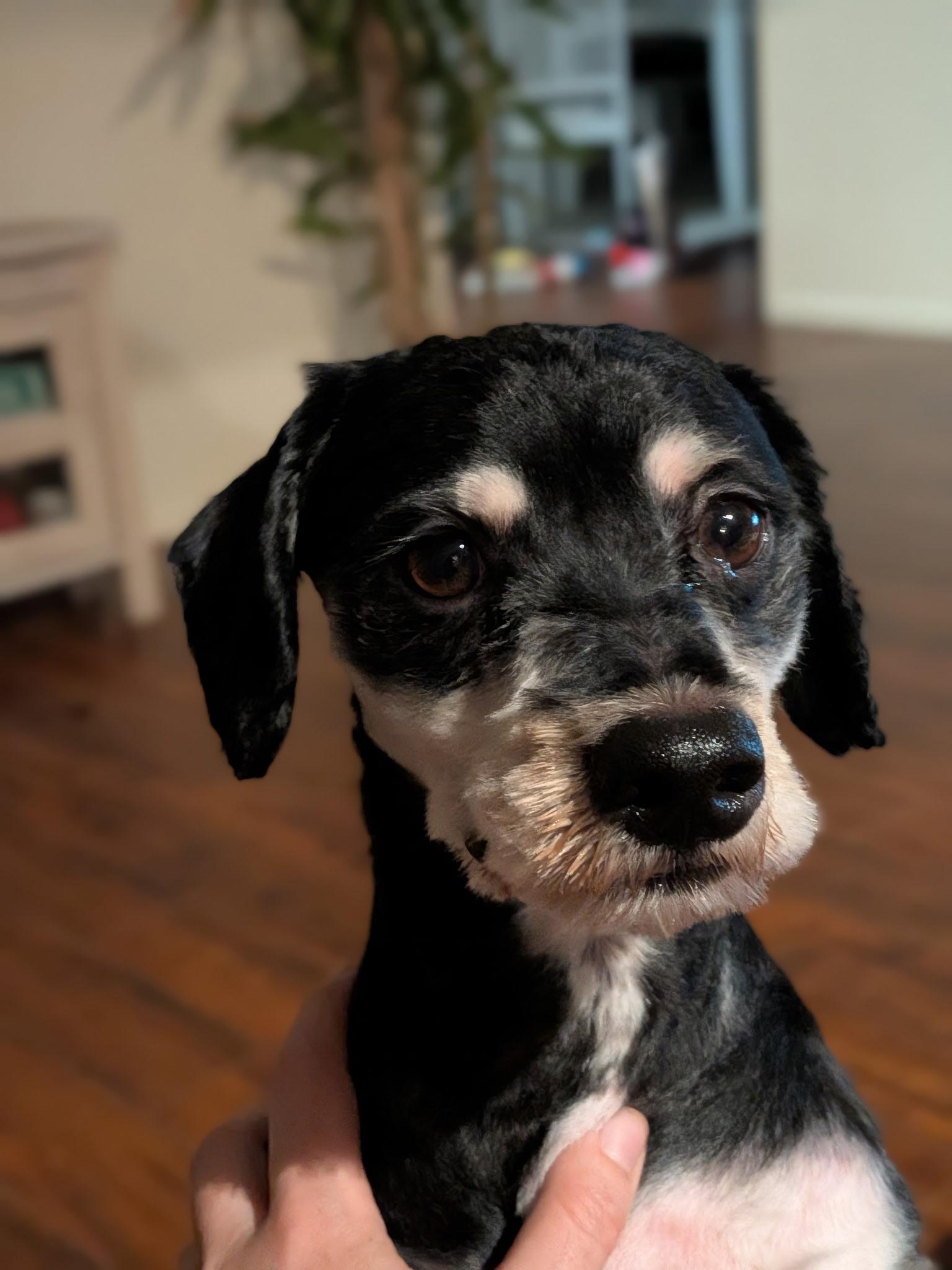 Enlarge Pippin, a Adopted mixed breed in Torrance, CA image 3/6