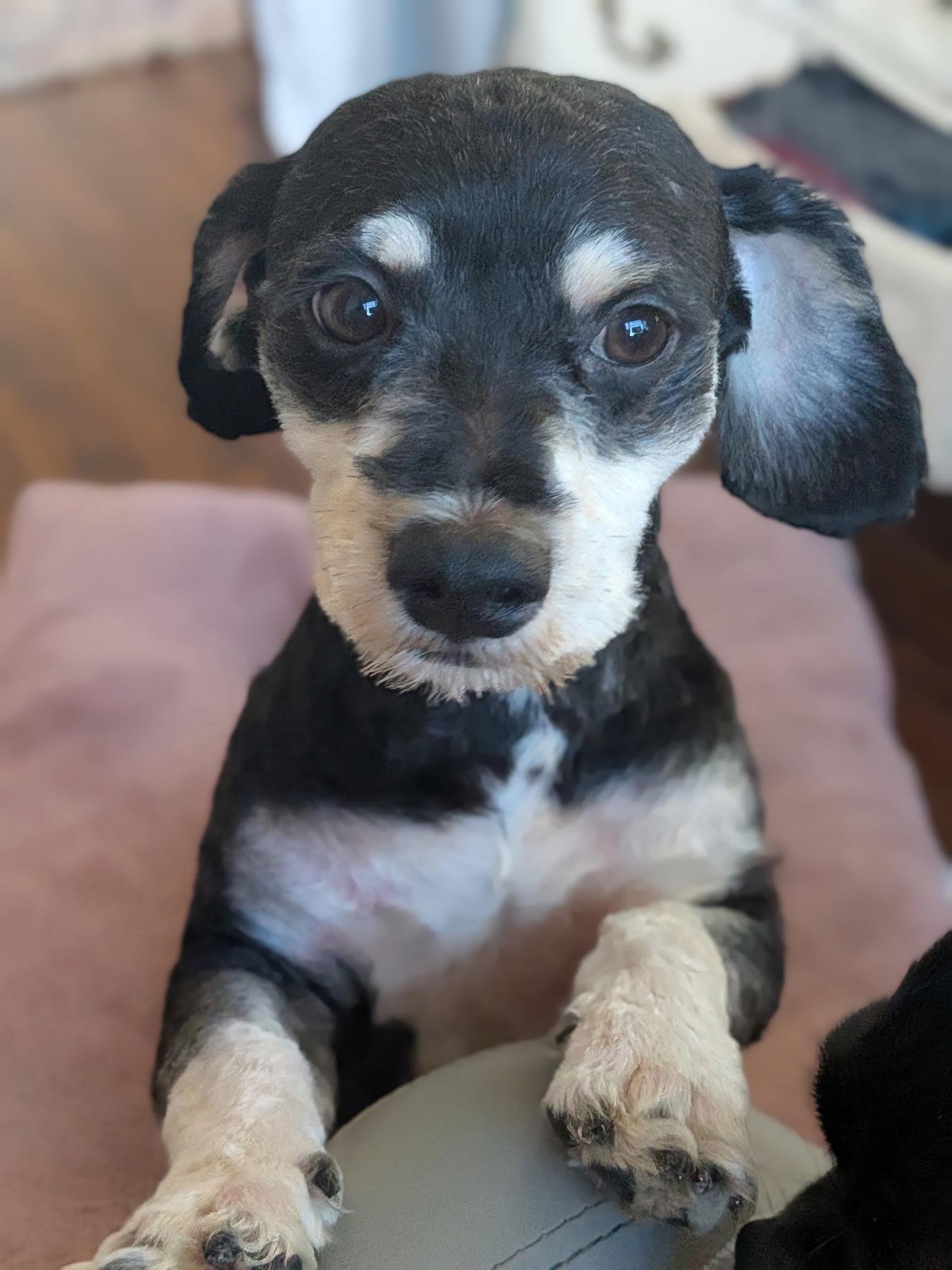 Enlarge Pippin, a Adopted mixed breed in Torrance, CA image 5/6