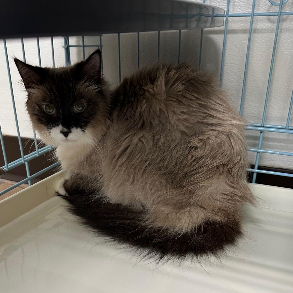 Missy, Adoptable, Adult Female Domestic Medium Hair.