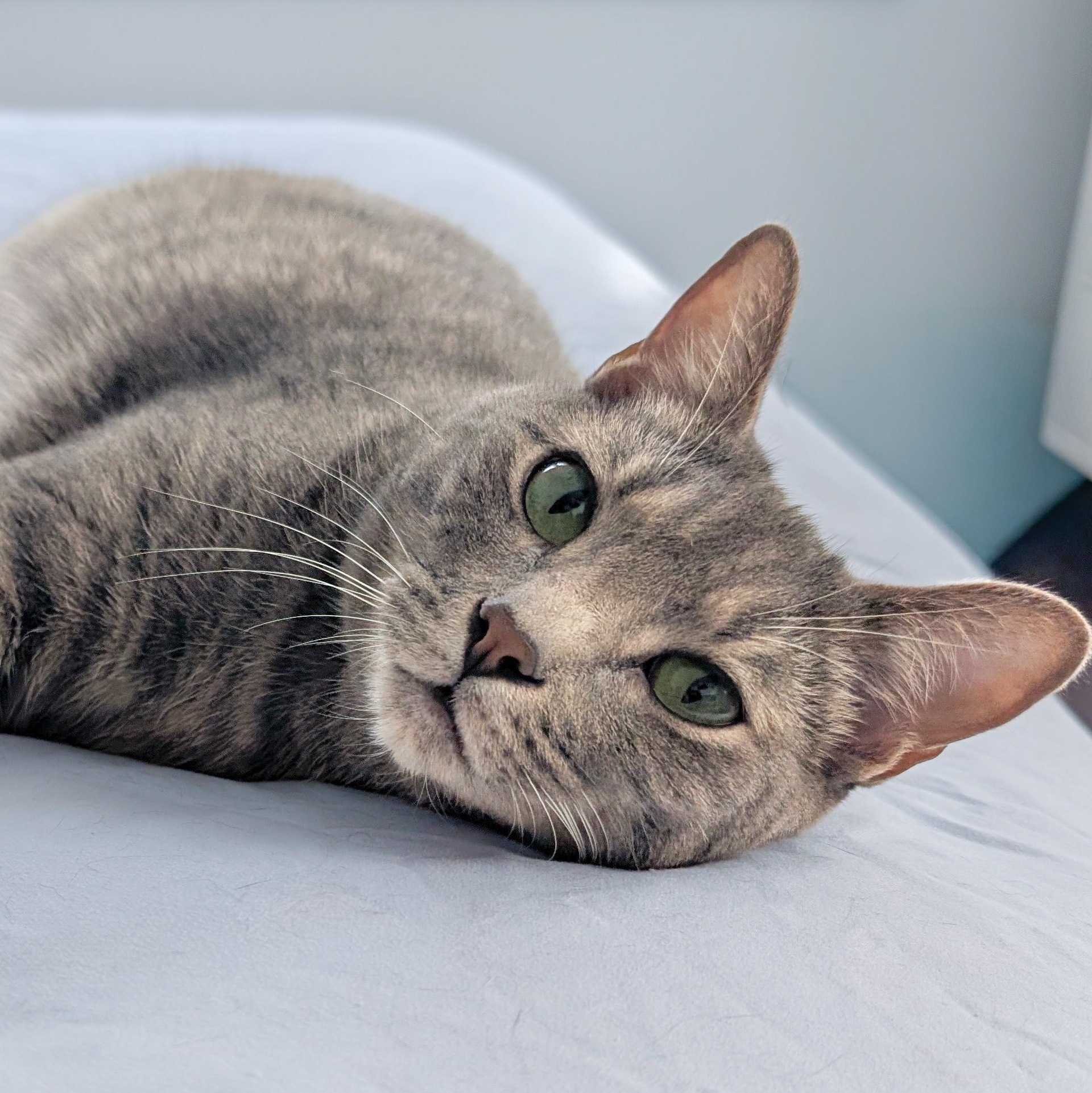 Sidecar, Adoptable, Adult Male Tabby.