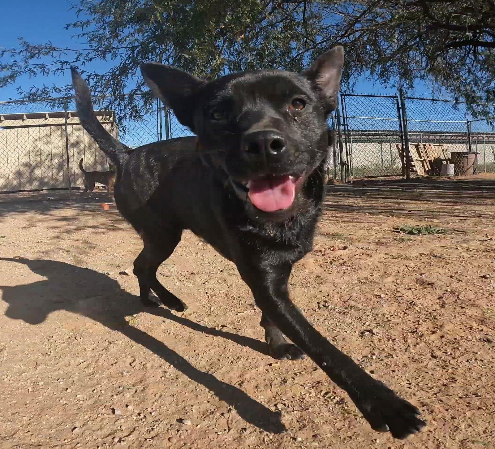 Enlarge Gus, a Adoptable Mixed Breed in Queen Creek, AZ image 1/3
