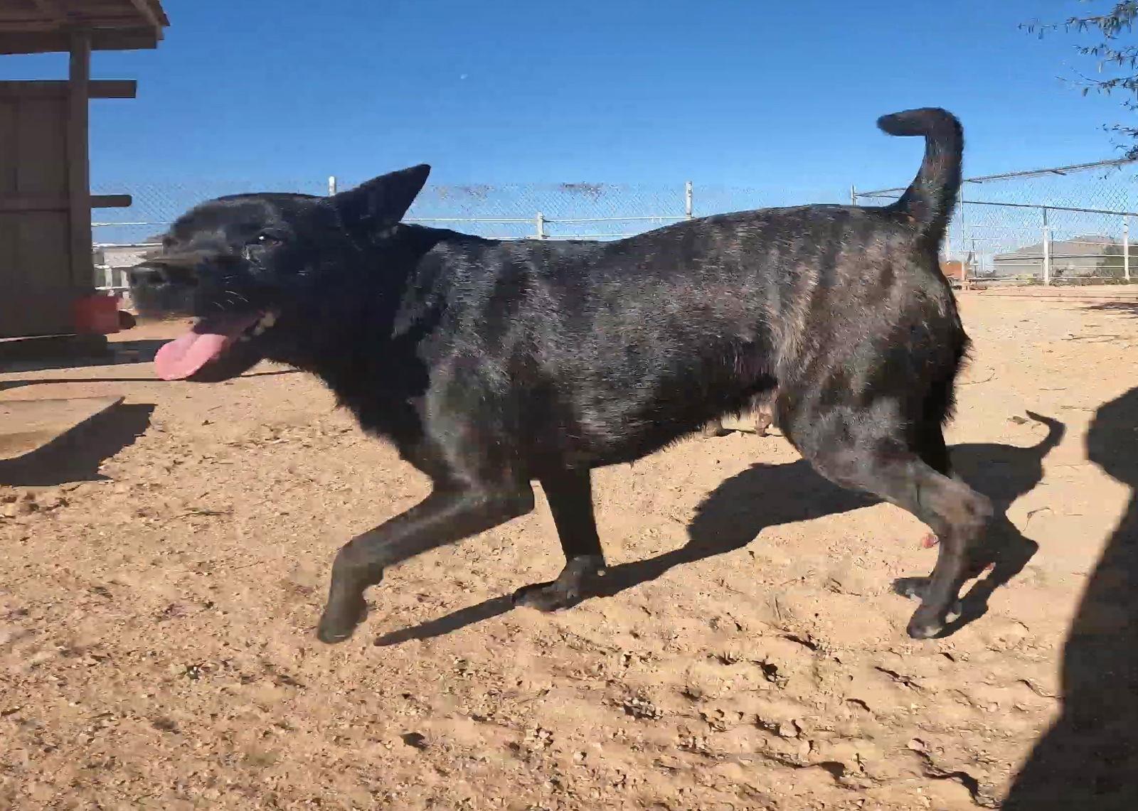Enlarge Gus, a Adoptable Mixed Breed in Queen Creek, AZ image 2/3