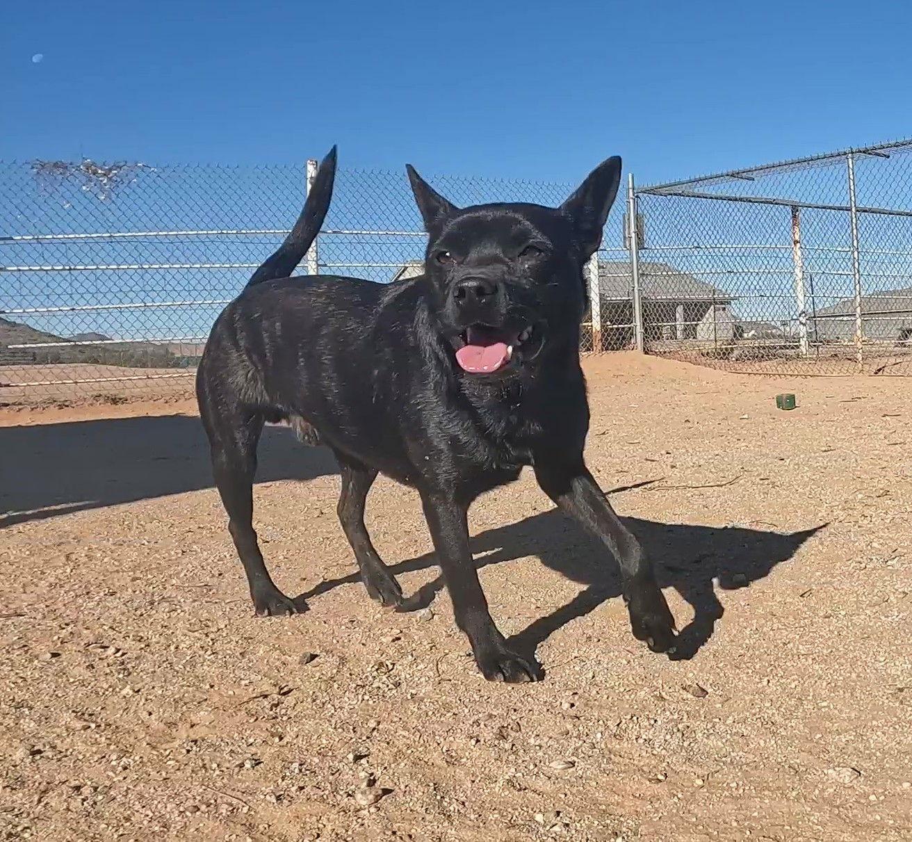 Enlarge Gus, a Adoptable Mixed Breed in Queen Creek, AZ image 3/3