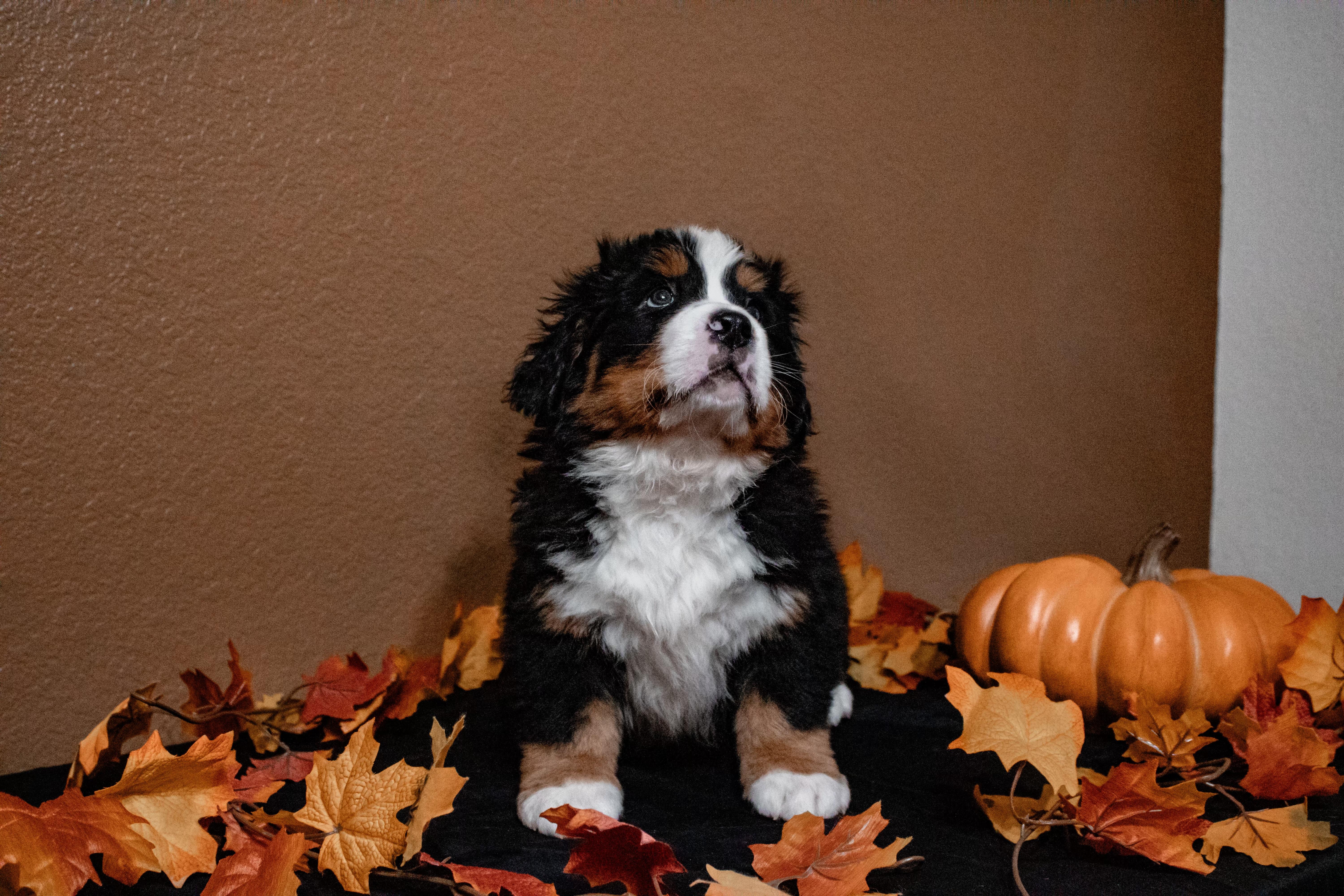 London, Adopted, Puppy Male Bernese Mountain Dog.