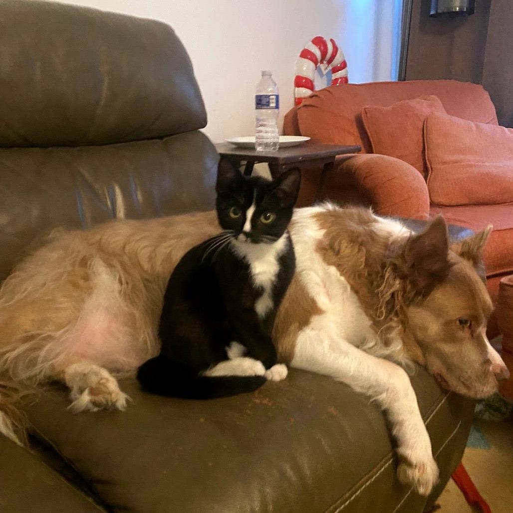 Enlarge Mickey, a Adoptable Domestic Short Hair in Brownsboro, AL image 1/4