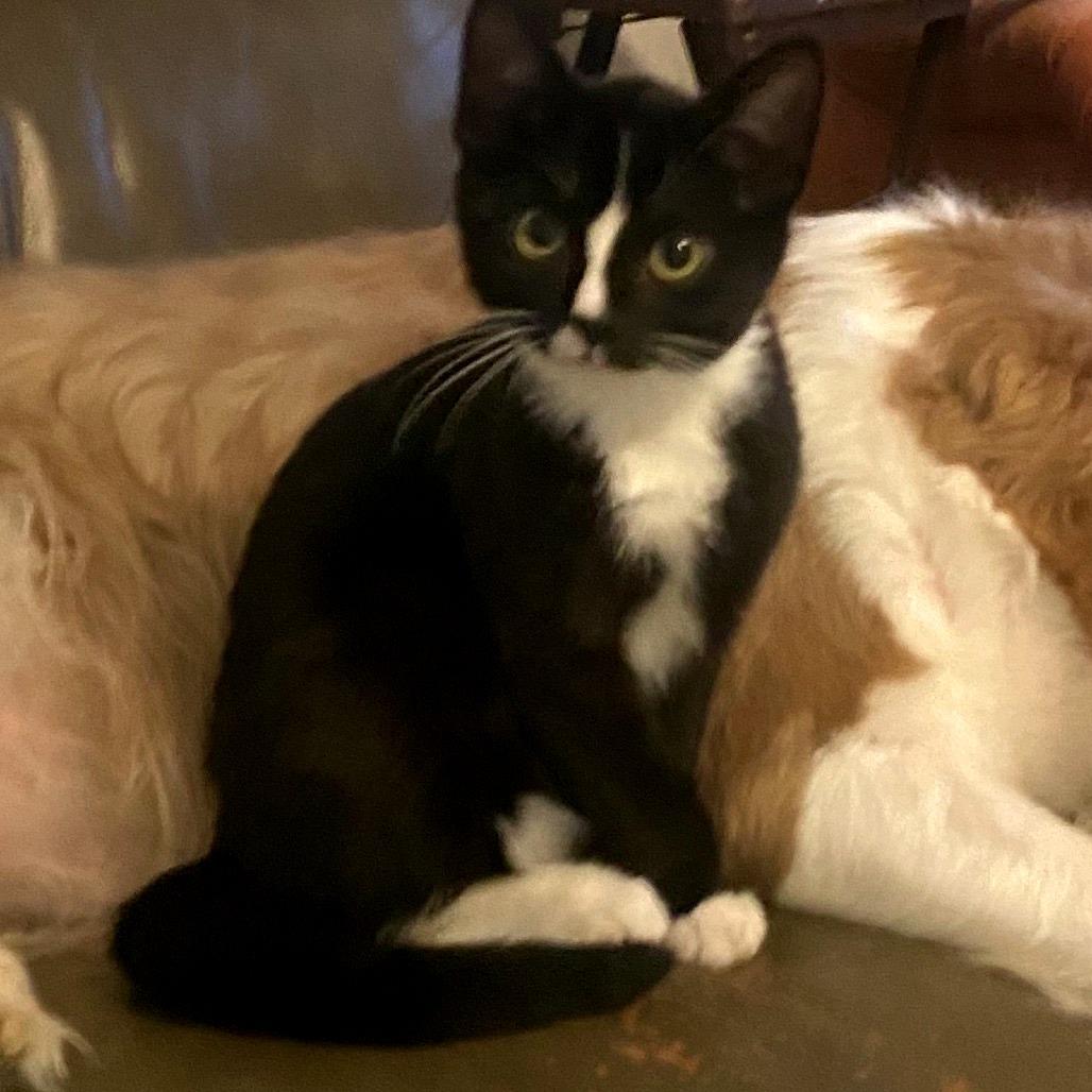 Enlarge Mickey, a Adoptable Domestic Short Hair in Brownsboro, AL image 2/4