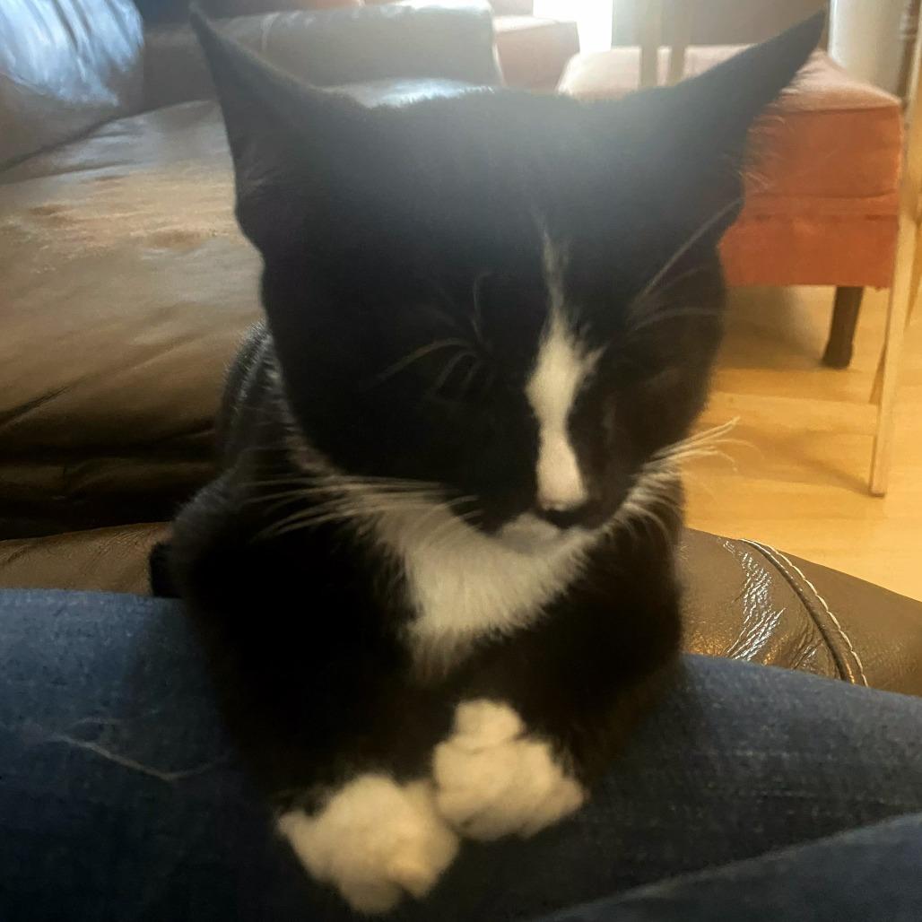 Enlarge Mickey, a Adoptable Domestic Short Hair in Brownsboro, AL image 3/4