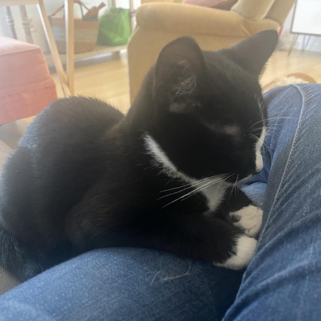 Enlarge Mickey, a Adoptable Domestic Short Hair in Brownsboro, AL image 4/4