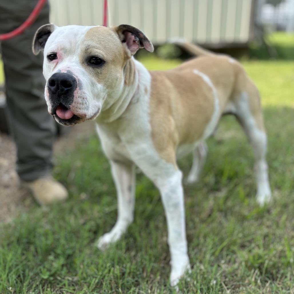 Xander, Adoptable, Adult Male Mixed Breed.