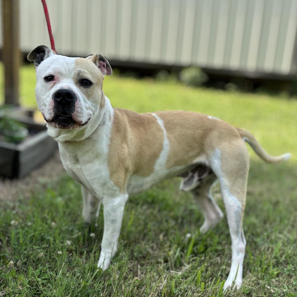 Enlarge Xander, a Adoptable Mixed Breed in Smithville, TN image 2/6