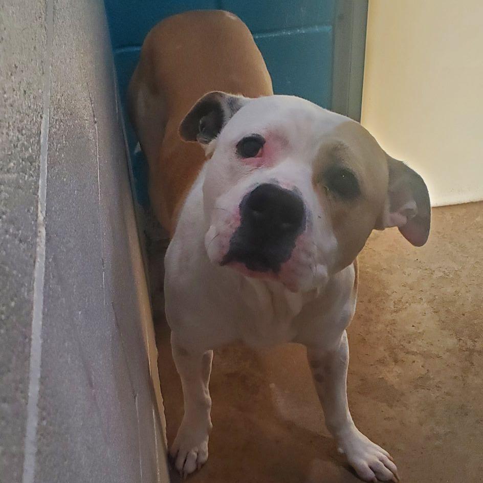 Enlarge Xander, a Adoptable Mixed Breed in Smithville, TN image 3/6