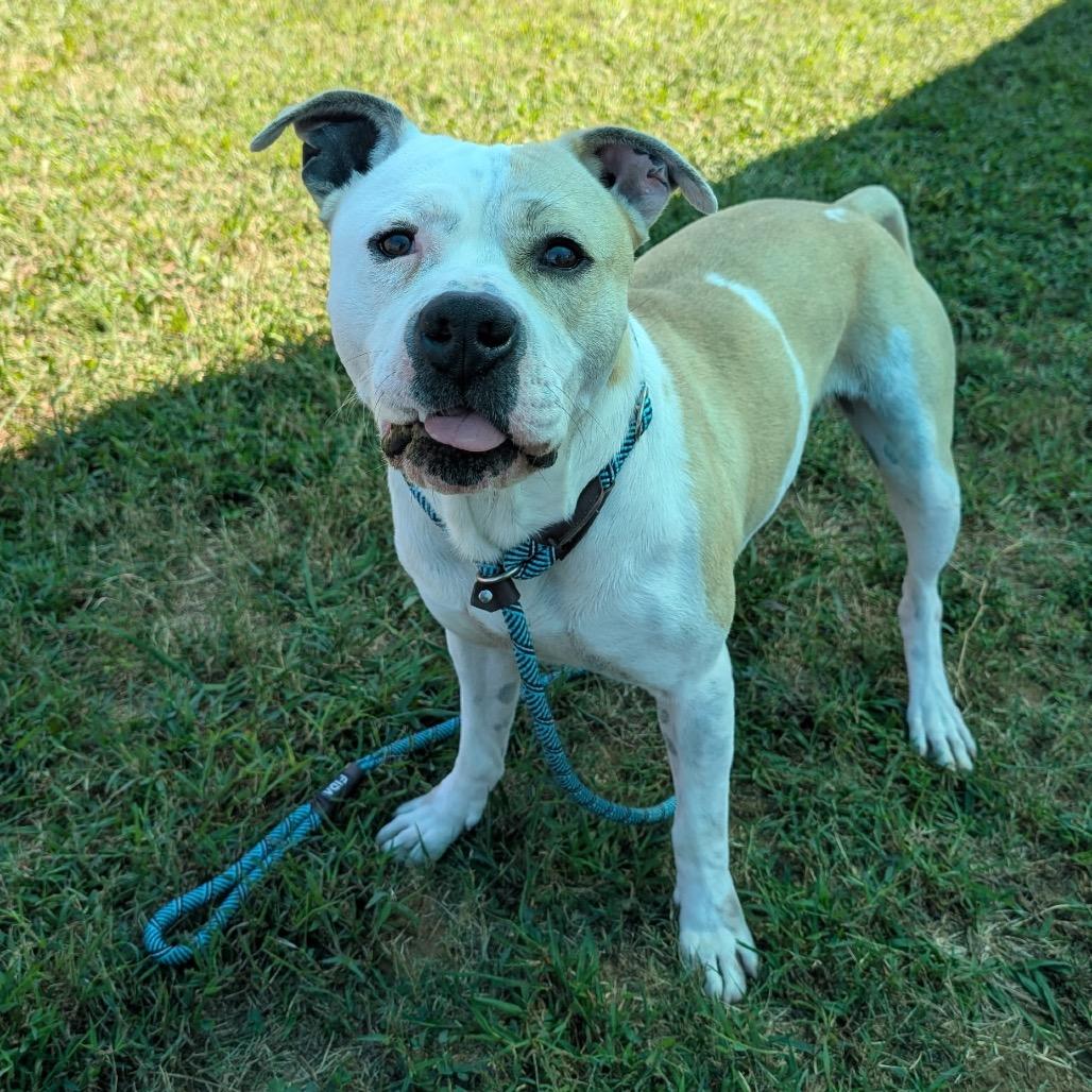 Enlarge Xander, a Adoptable Mixed Breed in Smithville, TN image 4/6