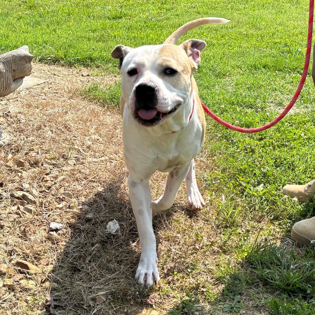Enlarge Xander, a Adoptable Mixed Breed in Smithville, TN image 5/6