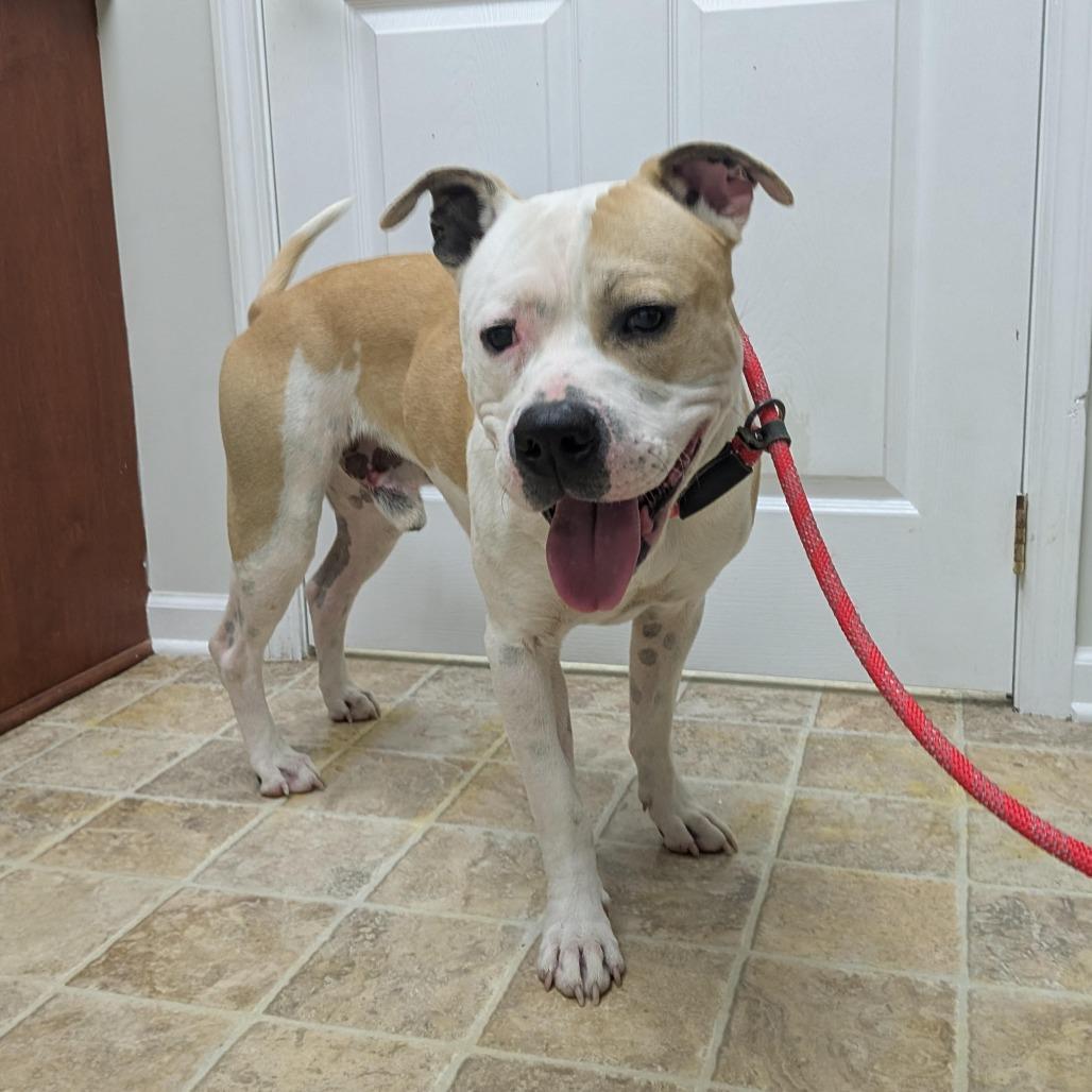 Enlarge Xander, a Adoptable Mixed Breed in Smithville, TN image 6/6