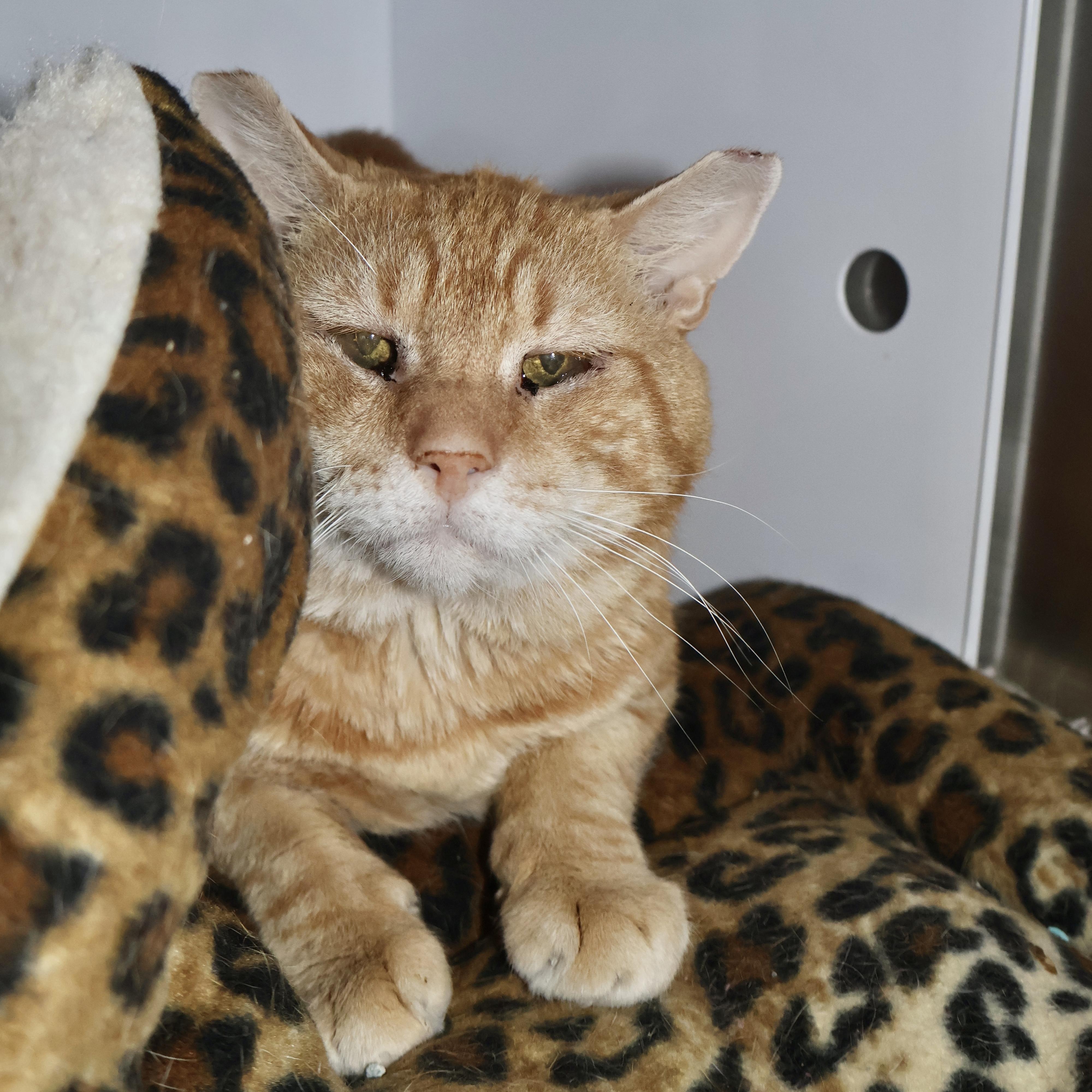 Enlarge Nasdaq, an adopted Domestic Short Hair in Briarcliff Manor, NY image 1/1