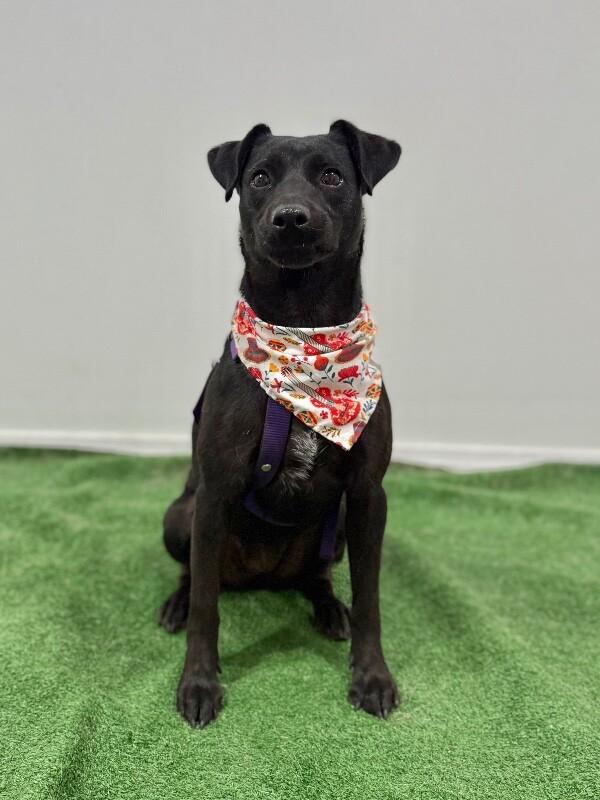 Nala, Adoptable, Young Female Labrador Retriever & Mixed Breed.