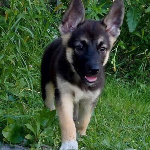 Enlarge Ruby, a Adoptable mixed breed in King City, ON image 3/5