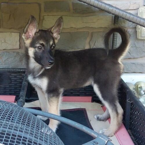 Enlarge Ruby, a Adoptable mixed breed in King City, ON image 4/5
