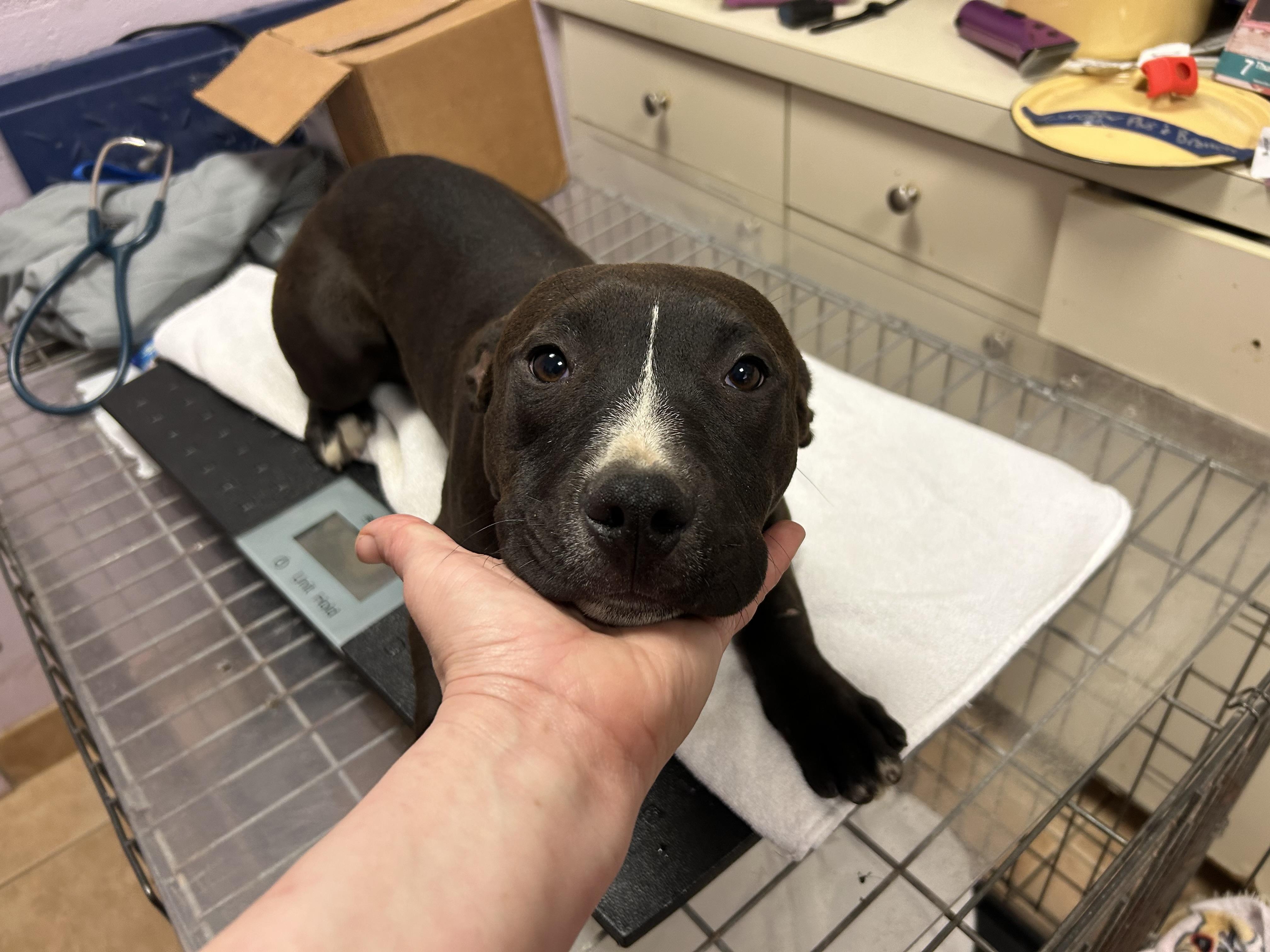 Chelsea, adopted, Young Female American Staffordshire Terrier & American Bulldog.