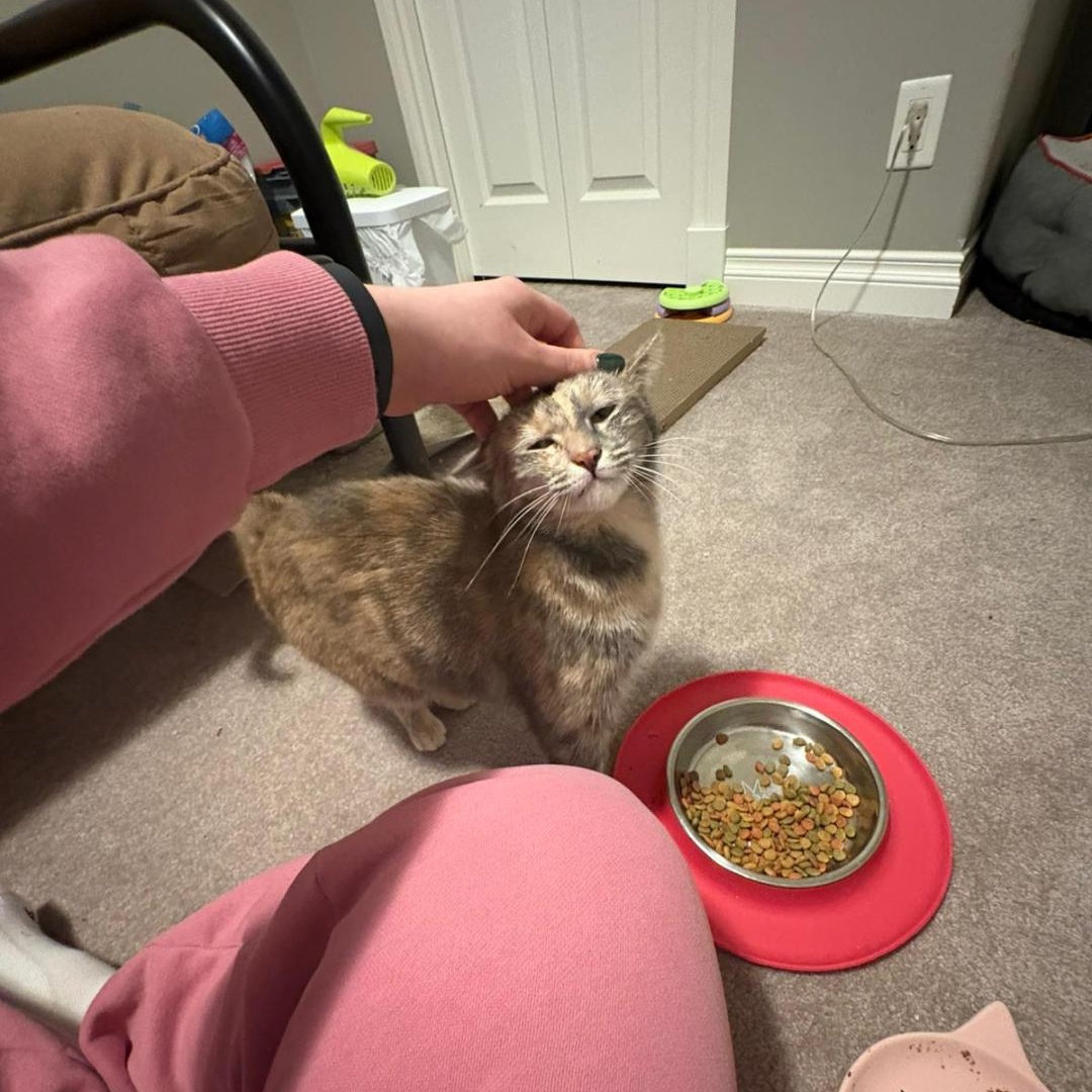 Enlarge Brontë, a ADOPTABLE Domestic Short Hair in Morden, MB image 4/4