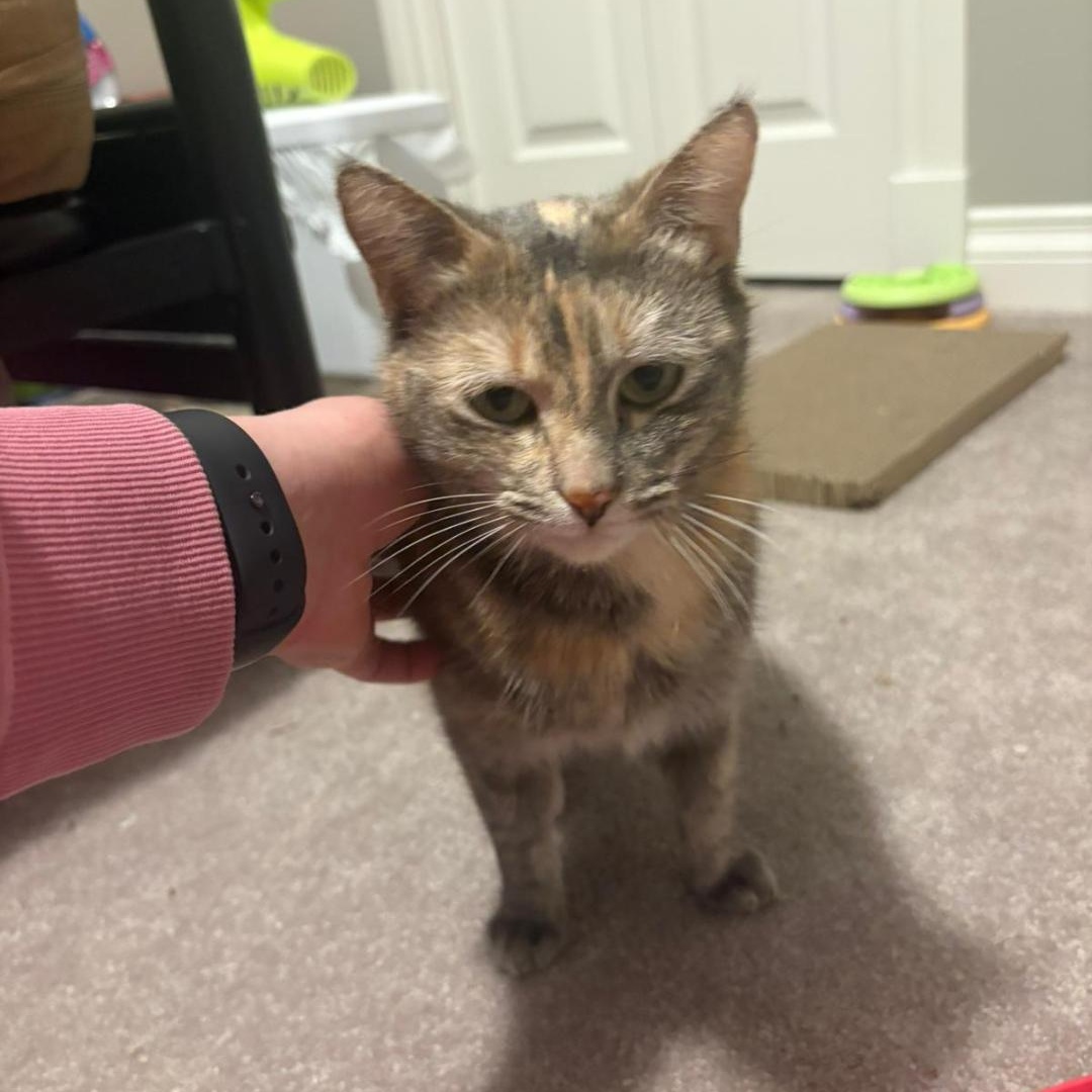 Enlarge Brontë, a ADOPTABLE Domestic Short Hair in Morden, MB image 2/4