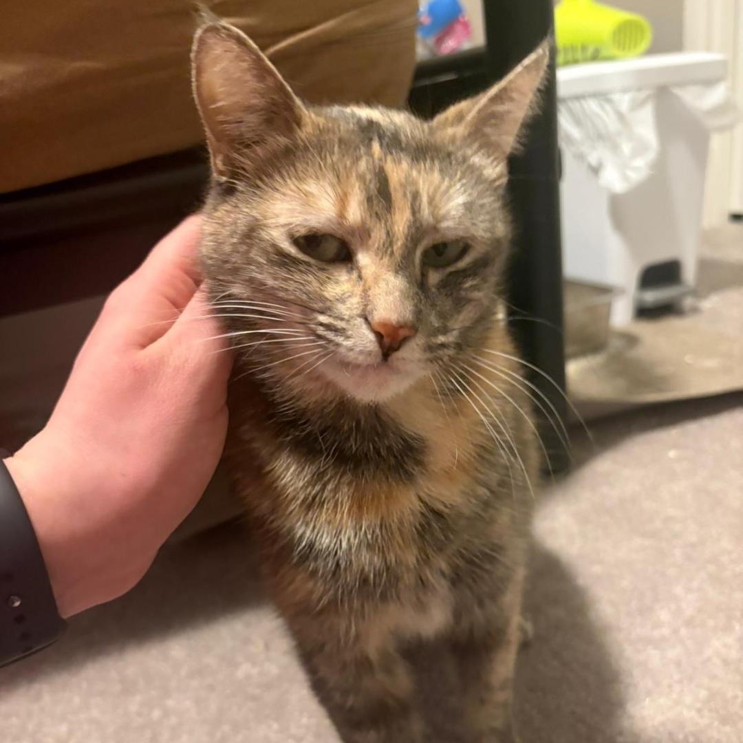 Enlarge Brontë, a ADOPTABLE Domestic Short Hair in Morden, MB image 1/4