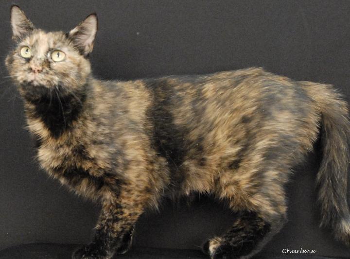 Honeycomb, ADOPTABLE, Adult Female Tortoiseshell.