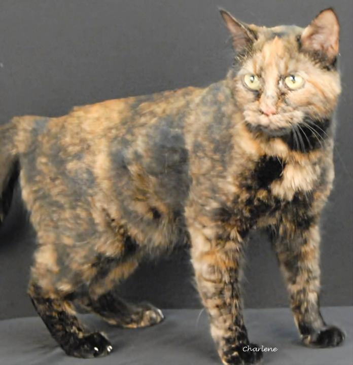 Enlarge Honeycomb, a ADOPTABLE Tortoiseshell in Newland, NC image 1/1