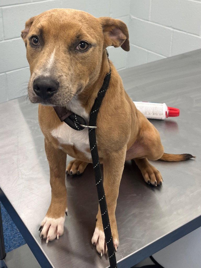 26-305 Mary, Adoptable, Young Female Labrador Retriever.