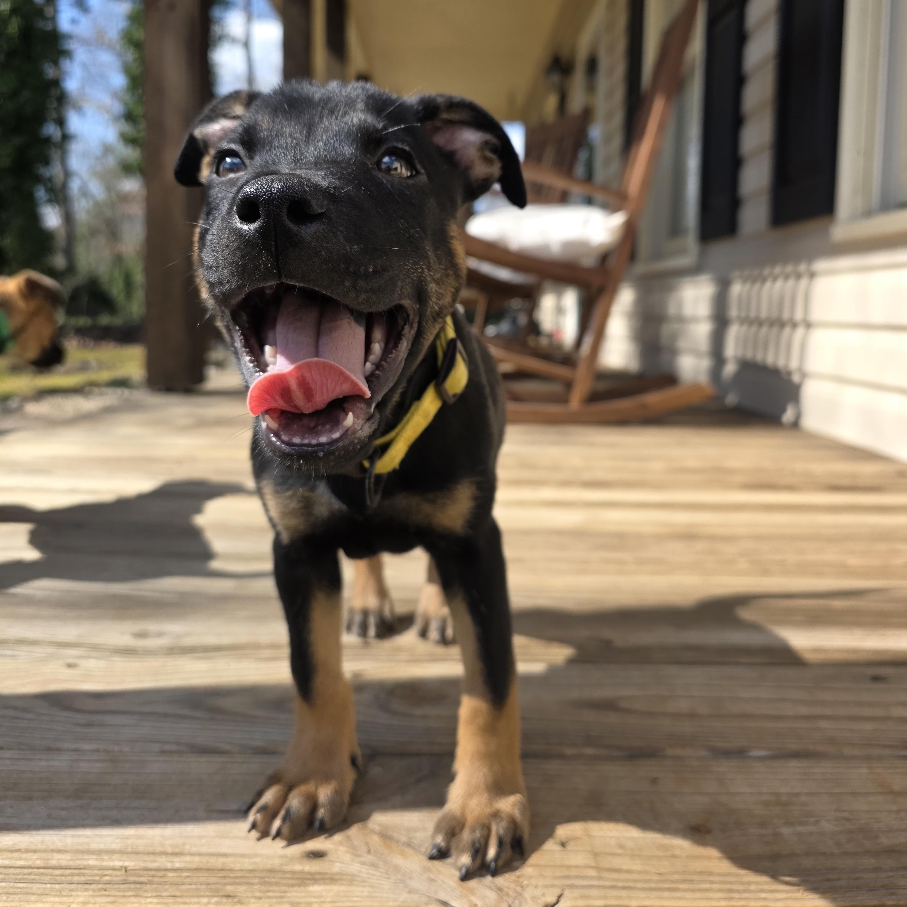 Harbor, adoptable, Puppy Male Shepherd & Black Mouth Cur.