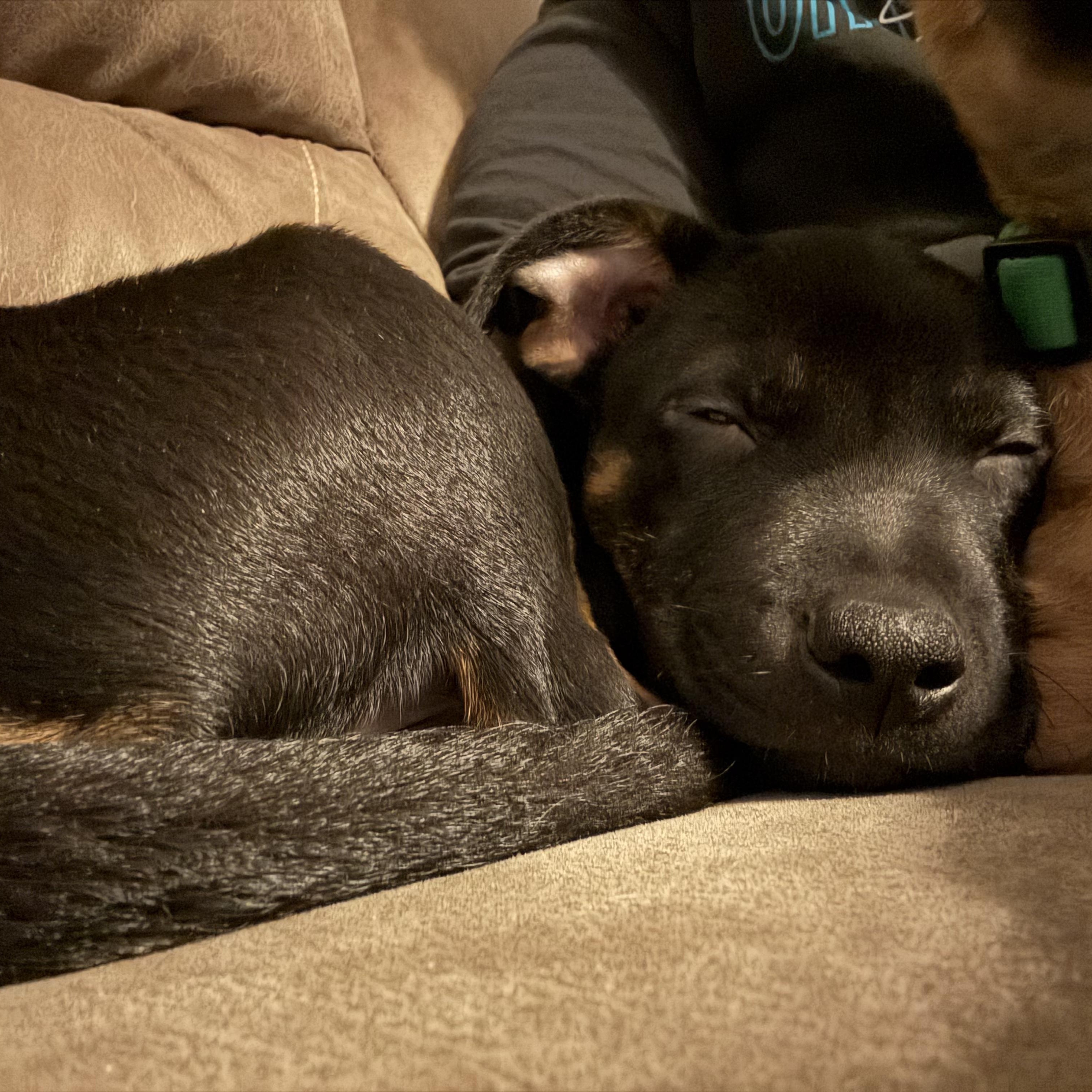 Enlarge Harbor, an adoptable mixed breed in Rock Hill, SC image 4/5