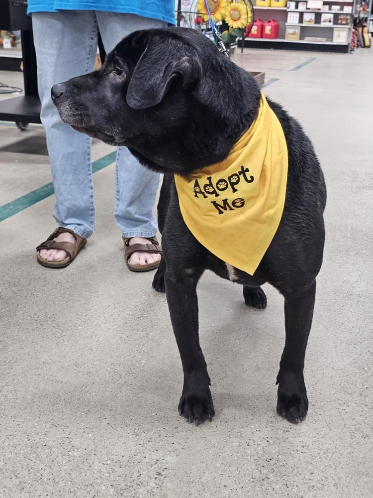 Burger, Adoptable, Young Male Labrador Retriever & American Bulldog.