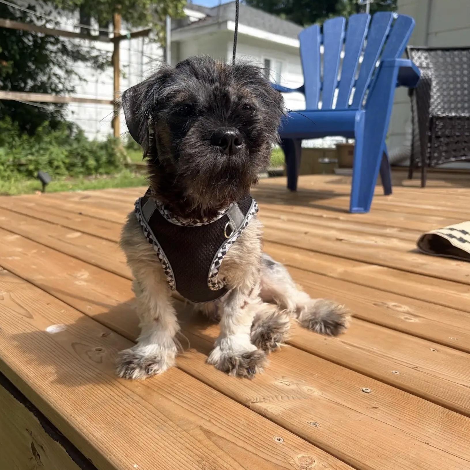 Broomy, a ADOPTABLE mixed breed in Scarborough, ON image 5/6