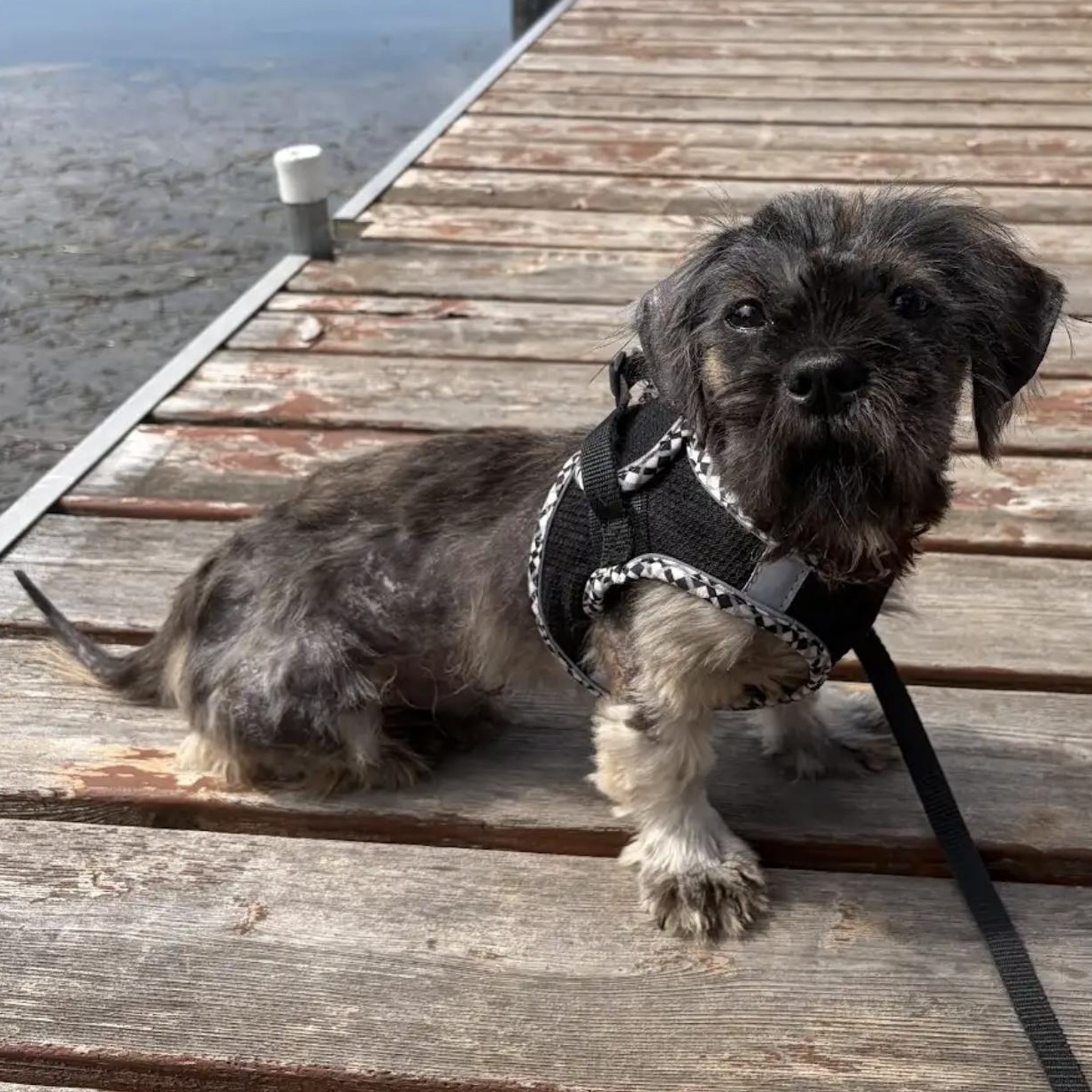 Broomy, ADOPTABLE, Young Male Shih Tzu.