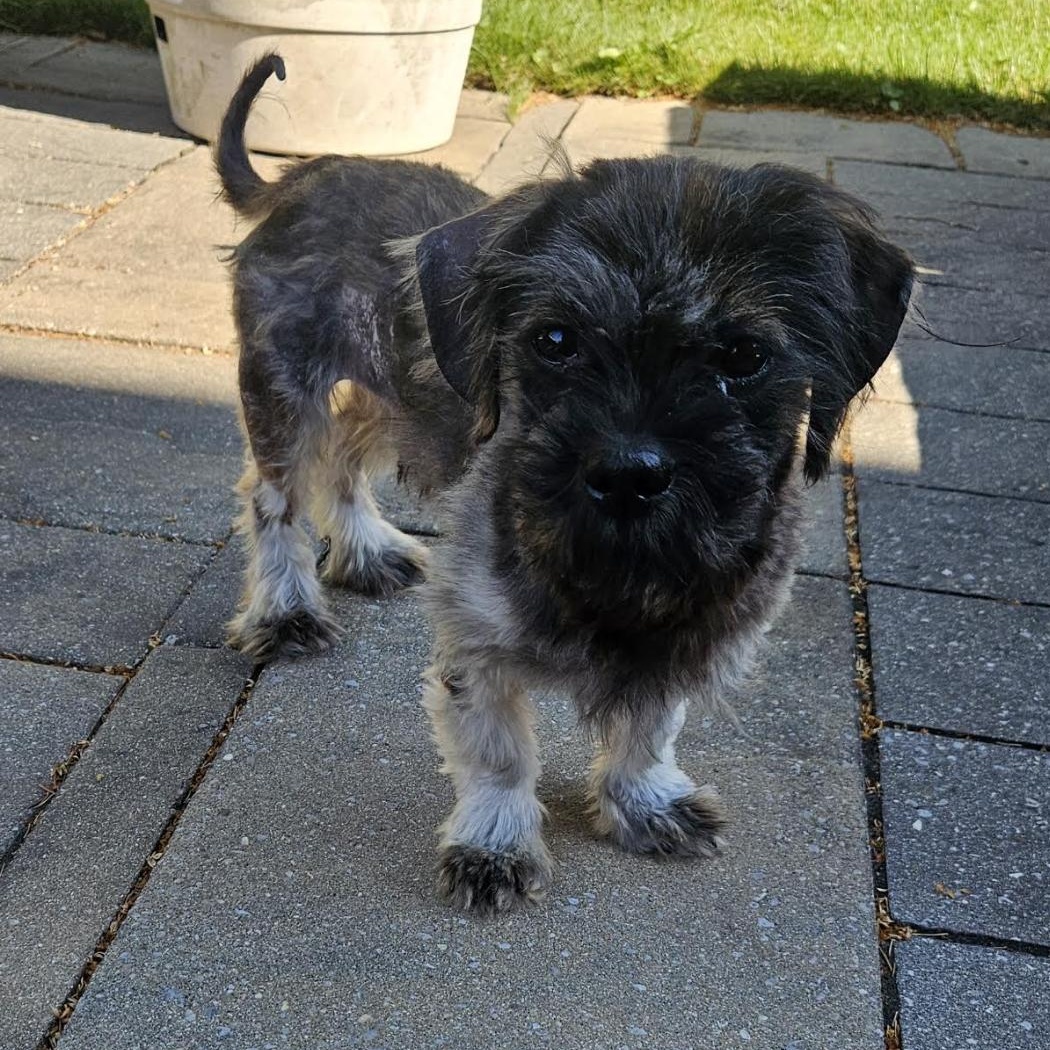 Broomy, a ADOPTABLE mixed breed in Scarborough, ON image 4/6