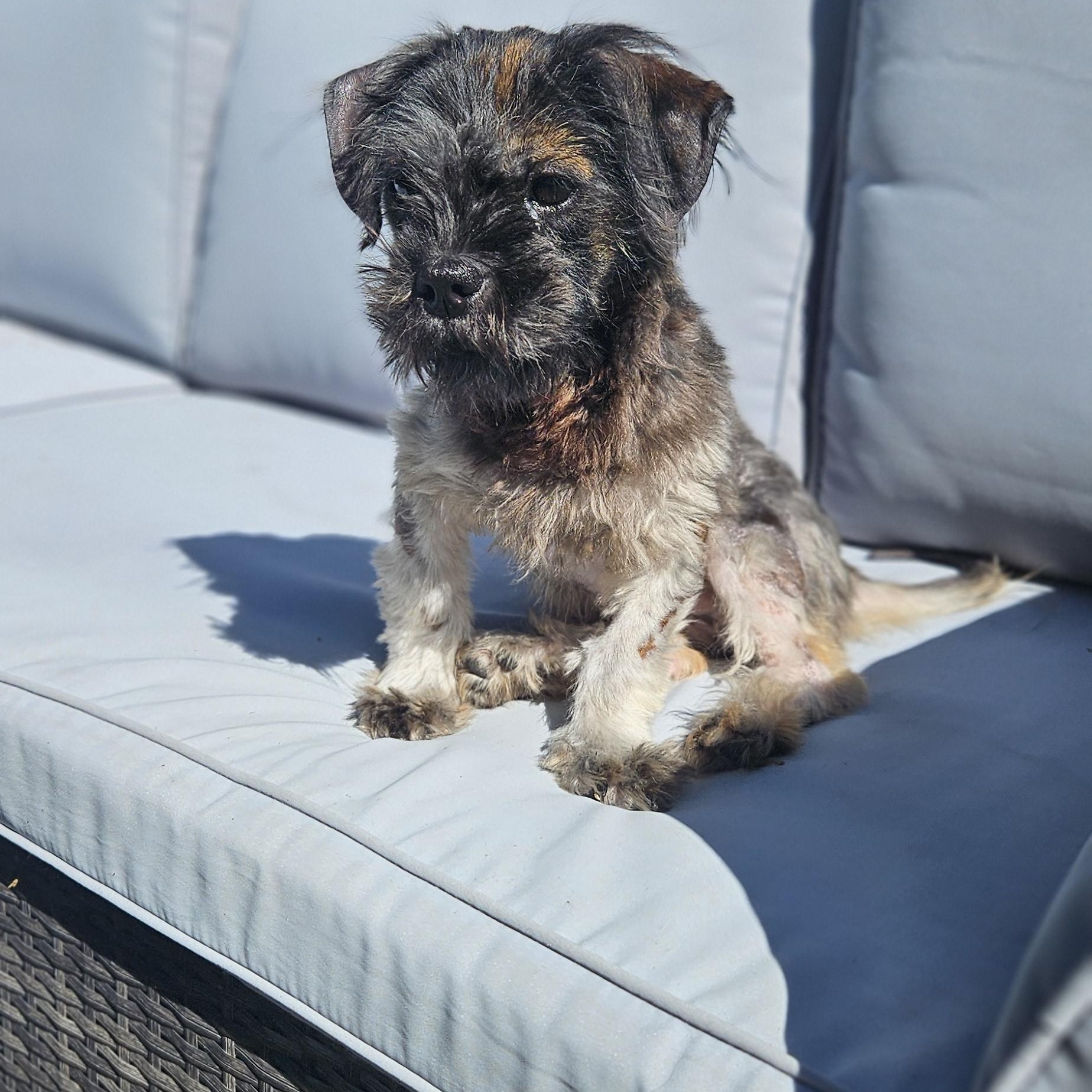 Broomy, a ADOPTABLE mixed breed in Scarborough, ON image 2/6
