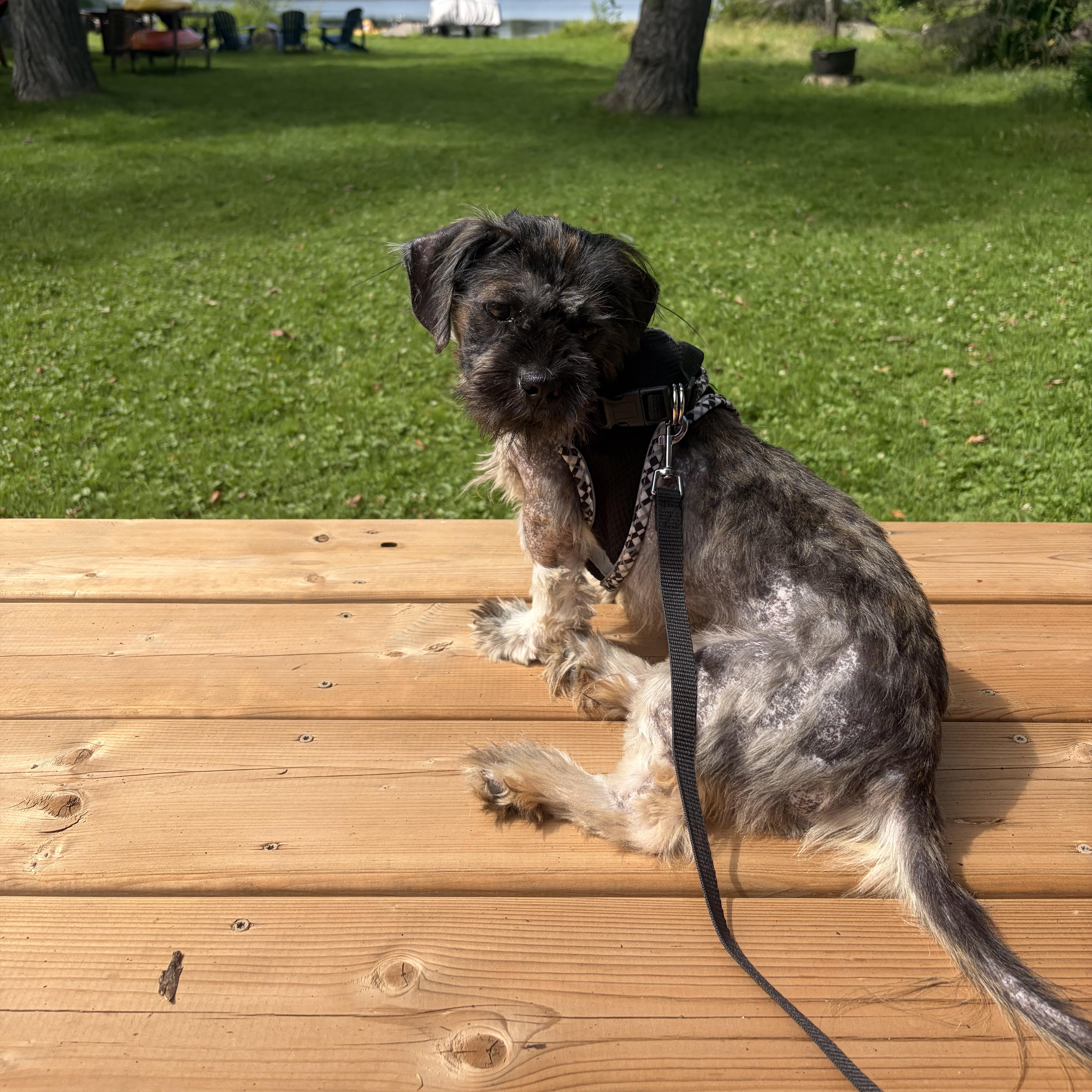 Broomy, a ADOPTABLE mixed breed in Scarborough, ON image 3/6